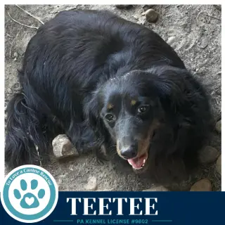 Teetee 091226