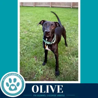 Olive (Deli Delights) 091226
