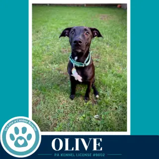 Olive (Deli Delights) 091226