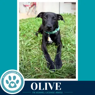 Olive (Deli Delights) 091226