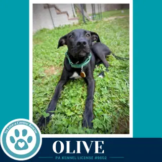 Olive (Deli Delights) 091226