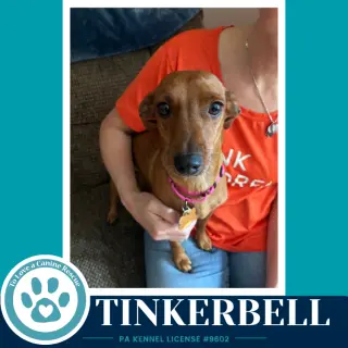 Tinkerbell (Mom to the Pixie Pack) 091226