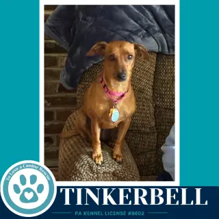 Tinkerbell (Mom to the Pixie Pack) 091226