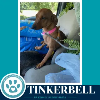 Tinkerbell (Mom to the Pixie Pack) 091226