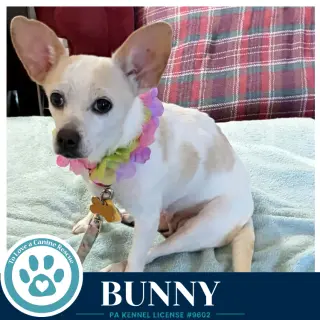 Bunny 091226