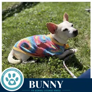 Bunny 091226