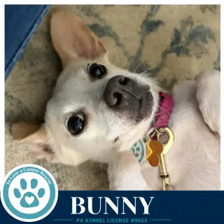 Bunny 091226