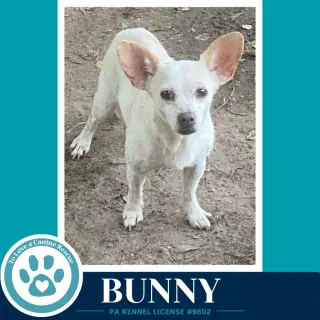 Bunny 091226