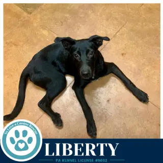 Liberty 091226