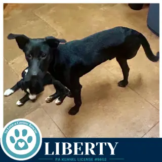 Liberty 091226