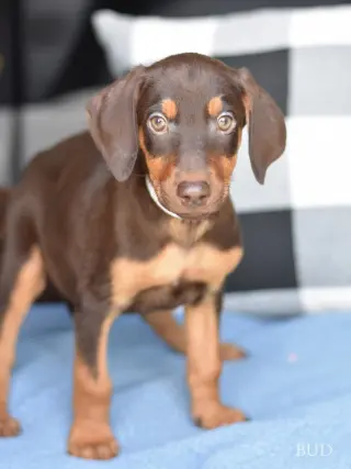 Bud (Briar's Litter)