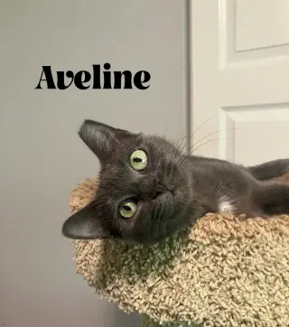 Aveline