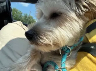 Nubbins