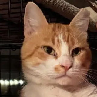 SeÃ±or Chester