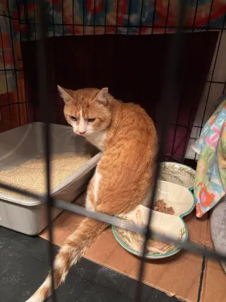 SeÃ±or Chester