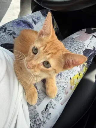 Gingie