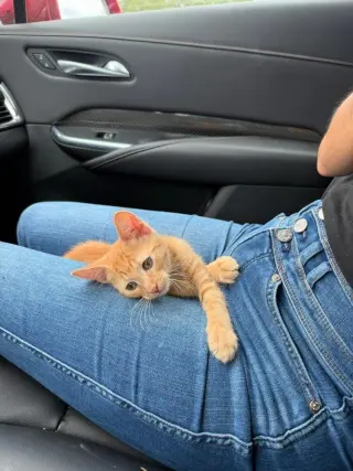 Gingie