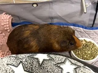 Rye