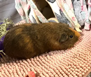 Rye