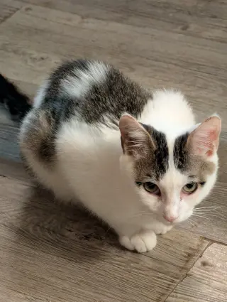 Rambo
