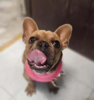 CrÃ©me BrÃ»lÃ©e