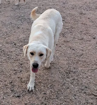 Lady