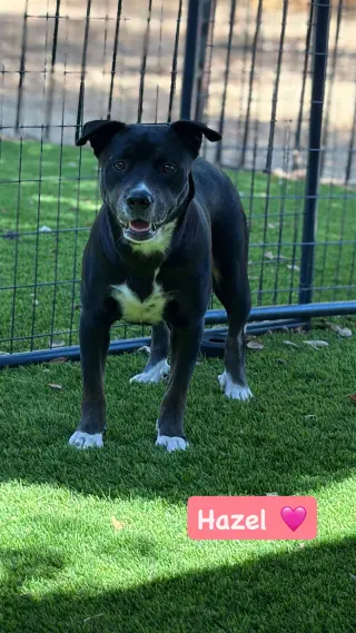 Hazel