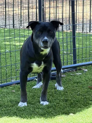 Hazel