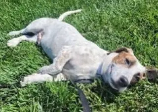 Cooper (NorCal Beagle Rescue)