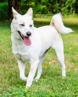 PUPPY SAVANNAH WHITE