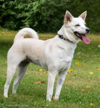 PUPPY SAVANNAH WHITE