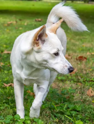PUPPY SAVANNAH WHITE