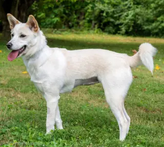 PUPPY SAVANNAH WHITE