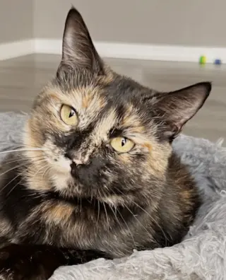 KITTY CASS