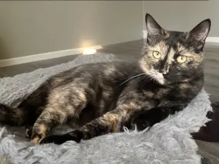 KITTY CASS