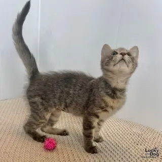 Evie