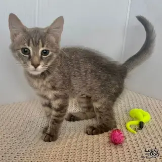 Evie