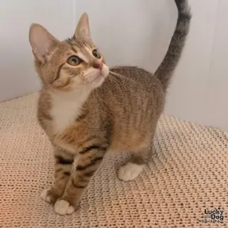Sebastian