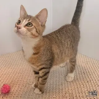 Sebastian