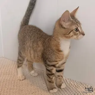 Sebastian
