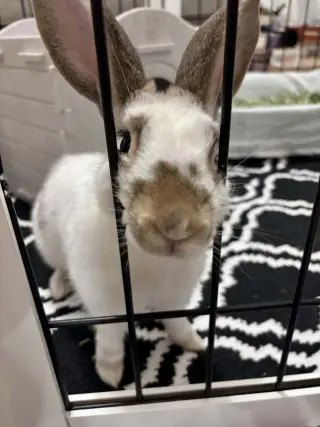 Charlie (#3)
