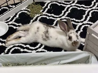 Charlie (#3)