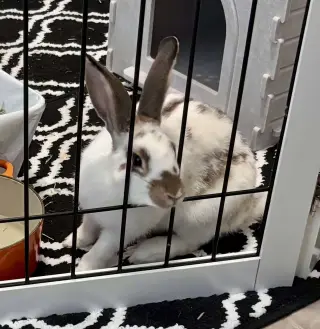 Charlie (#3)