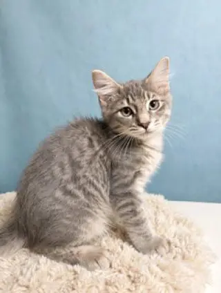 KITTEN GHOST