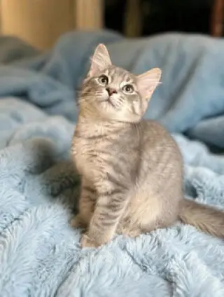 KITTEN GHOST