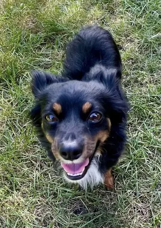 Atticus CA