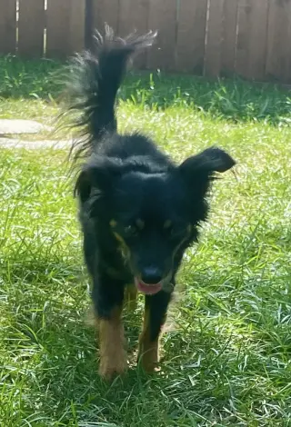 Atticus CA