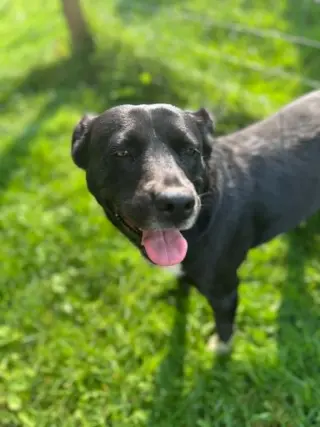 Lilliy ( 1.5 yo, 50lbs)