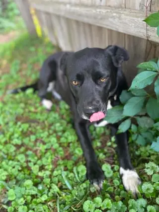 Lilliy ( 1.5 yo, 50lbs)