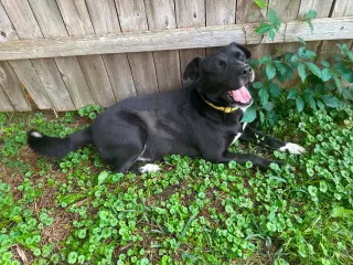 Lilliy ( 1.5 yo, 50lbs)